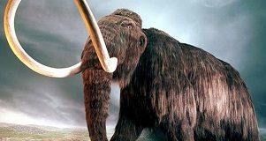 mammut1