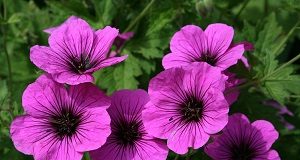 geranium