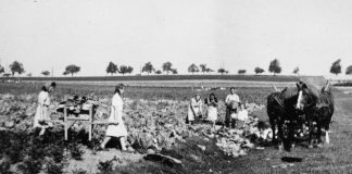 1943, III Rzesza Niemiecka. Robotnicy przymusowi pracujący przy zbiorze kapusty. Fot. NN/Ośrodek KARTA